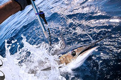 Porto Rotondo Offshore Classic