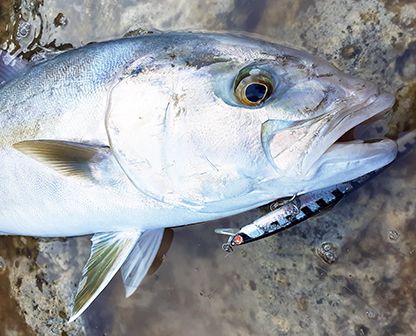 Ricciola dalle Alte Scogliere