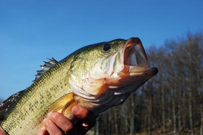 Big Bass, Io Sono Leggenda!