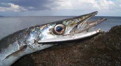 Barracuda dalla Scogliera