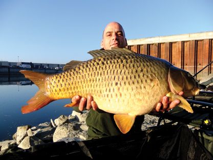 Le Carpe del Danubio