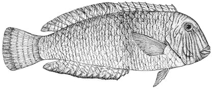 Pesce Pettine e Arenarie