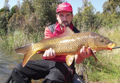 Carpa A Specchi