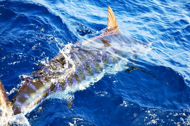 I Billfish de La Guaira