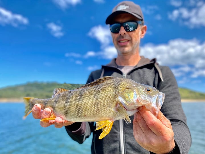 Big Perch Over 40