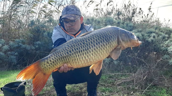 Carpe Aglio e Miele